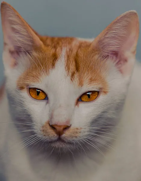 ジンジャースポットと美しいトルコのヴァン猫の頭のクローズアップビュー — ストック写真