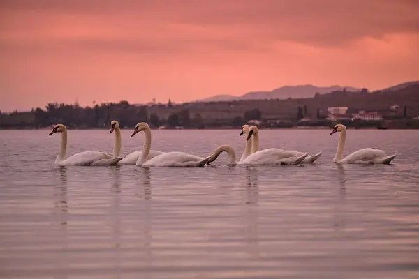 Группа Белых Лебедей Фоне Красивого Розового Заката — стоковое фото
