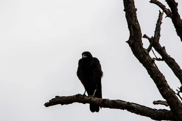 Cuervo Posado Sobre Una Rama Sobre Fondo Blanco —  Fotos de Stock