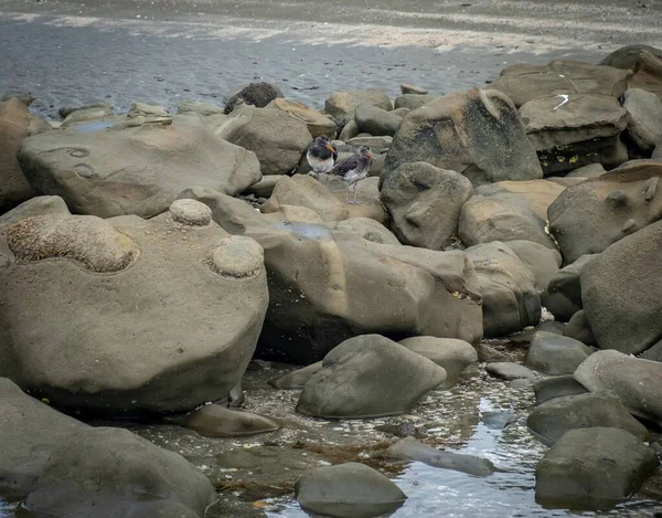Ένα Κοντινό Πλάνο Των Γκρίζων Βράχων Στην Ακτή Του Wenderholm — Φωτογραφία Αρχείου