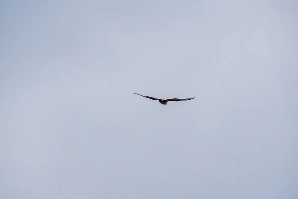 Krásný Záběr Ptáka Letícího Obloze — Stock fotografie