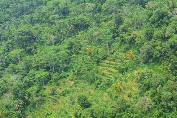 Pemandangan Hijau Yang Indah Dengan Pohon Pohon Hutan — Stok Foto