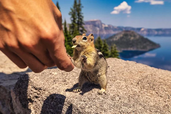 Human Hand Giving Food Adorable Chipmunk Top Stone Fence — Stock Photo, Image