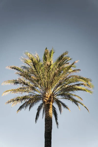 Eine Einfache Palme Der Abendsonne — Stockfoto