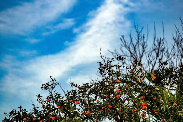 Nízký Úhel Pohledu Zelené Větve Stromů Oranžovými Mandarinkami Rostoucími Něm — Stock fotografie