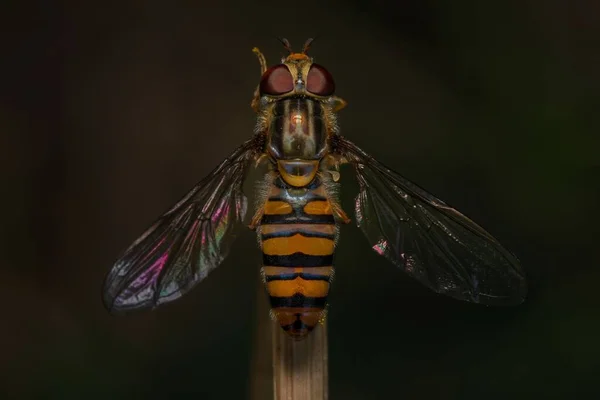 Tiro Perto Episyrphus Uma Vara Madeira Fina — Fotografia de Stock