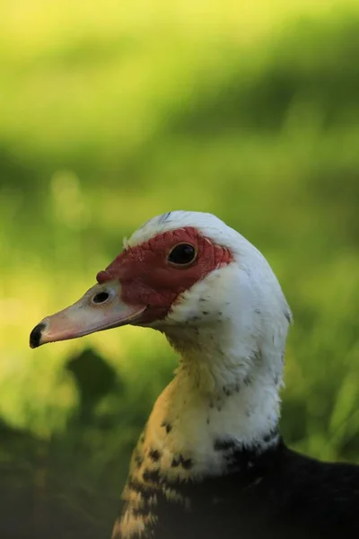 Een Wilde Eend Die Het Groene Grasveld Loopt — Stockfoto