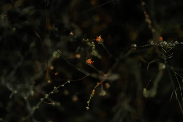 Темно Сірий Фон Червоних Мазків Помаранчевих Квітів Ідеально Підходить Шпалер — стокове фото
