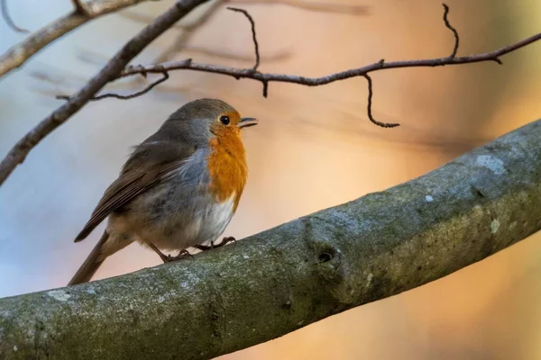 Closeup Shot European Robin Perched Wooden Branch Forest Daylight — Stock Photo, Image