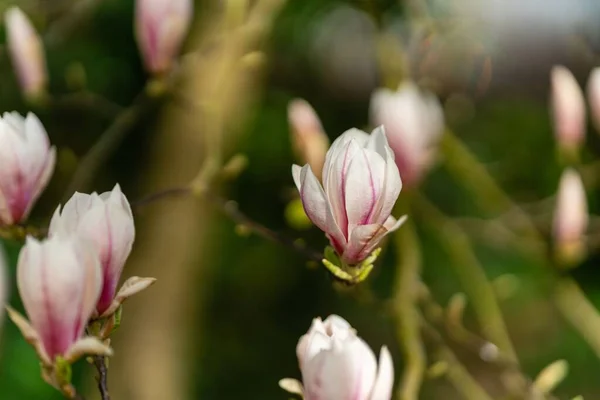 Closeup Pink Magnolia Blossom Growing Spring Perfect Wallpapers — Stock Photo, Image