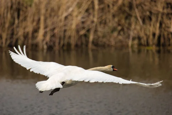 Cisne Branco Voando Sobre Rio Parque — Fotografia de Stock
