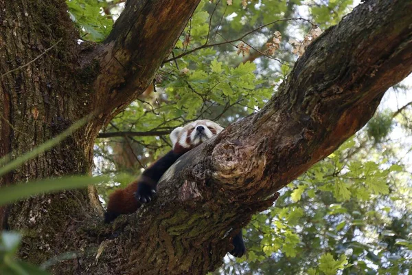 Снимок Красной Панды Спящей Ветке Дерева — стоковое фото