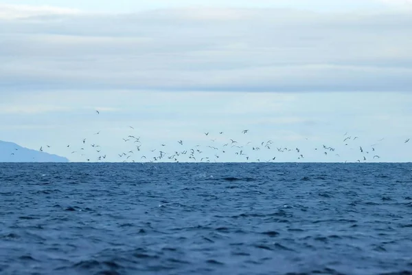 Paisaje Marino Tranquilo Con Grupo Aves Volando Cerca Superficie Filipinas —  Fotos de Stock