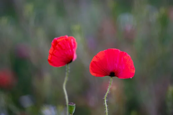 Een Close Shot Van Wilde Rode Papavers Groeien Tuin — Stockfoto