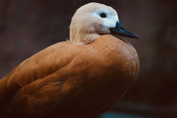 Gros Plan Canard Roux Sur Fond Flou — Photo