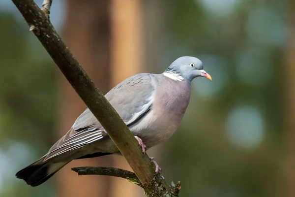 Eine Nahaufnahme Der Niedlichen Waldtaube Auf Verschwommenem Hintergrund — Stockfoto