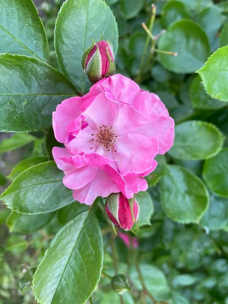 Primer Plano Vertical Una Rosa Rosa Que Crece Jardín — Foto de Stock