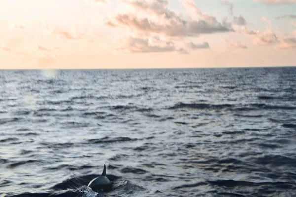Golfinho Nadando Superfície Água Maldivas Pôr Sol — Fotografia de Stock