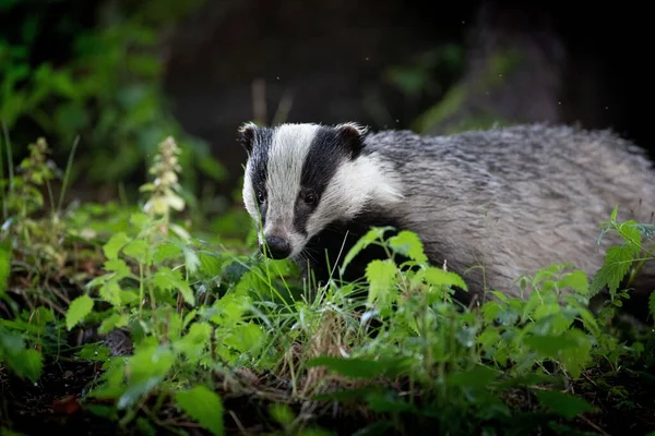 A cute portrait of a Badger in the woods with blurred background