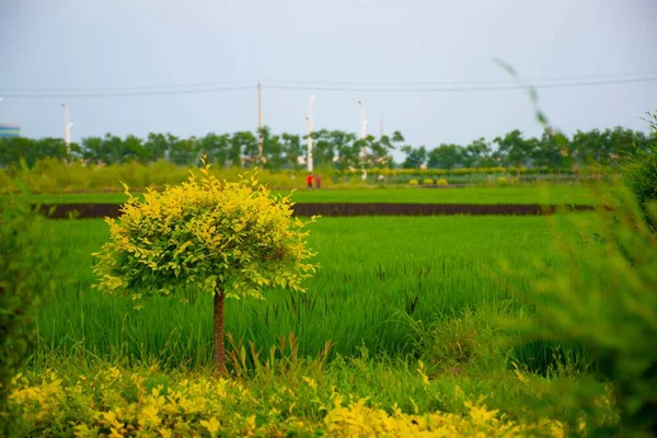 黄色と緑の葉を持つ小さな木は 遠くの背景 中国の木と緑のフィールドで成長します — ストック写真