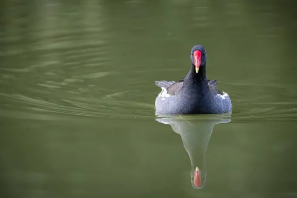 一张美丽的图片 是一只麋鸟在水面上游动和倒影的照片 — 图库照片