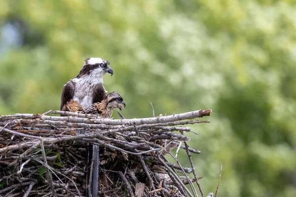 Osprey Και Μωρά Στη Φωλιά — Φωτογραφία Αρχείου
