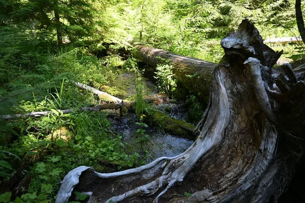 Padlý Strom Nad Potokem Lese — Stock fotografie