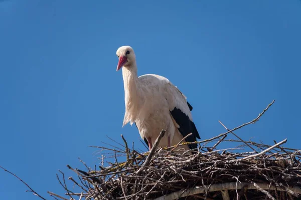 Selektivní Čápa Bílého Ciconia Ciconia Hnízdě — Stock fotografie