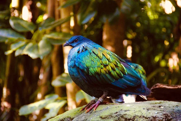 Gros Plan Pigeon Nicobar Installé Sur Une Surface Pierre Dans — Photo