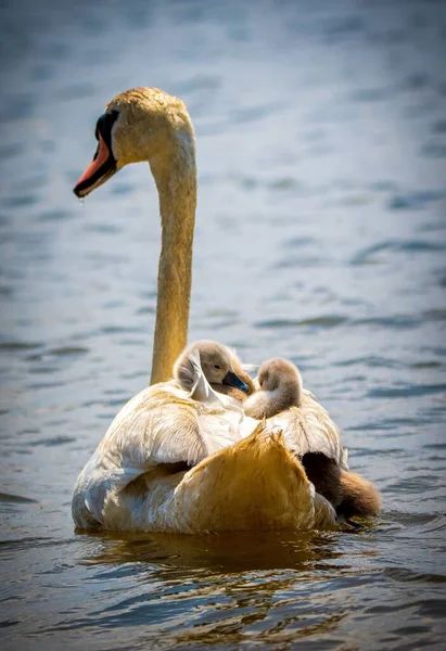 Изящный Лебедь Младенцами Плавающими Озере — стоковое фото