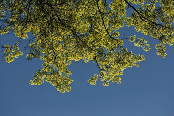 Tiro Ângulo Baixo Uma Árvore Com Folhas Amarelas Contra Céu — Fotografia de Stock