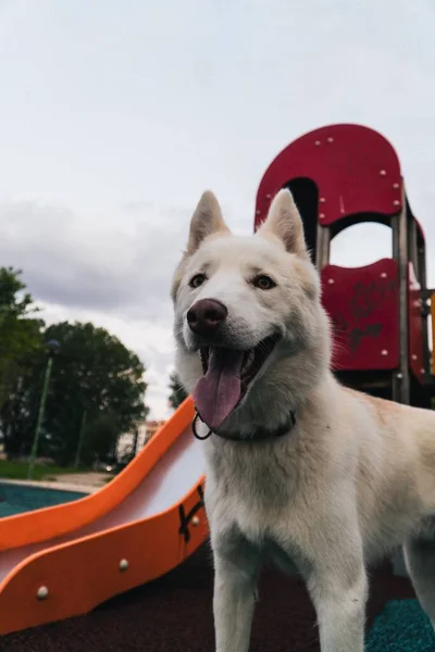 Vertikální Záběr Šťastného Bílého Husky Psa Dětským Hřištěm Skluzavka Pozadí — Stock fotografie