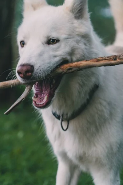 Eine Vertikale Aufnahme Eines Verspielten Weißen Huskyhundes Mit Einem Holzstock — Stockfoto