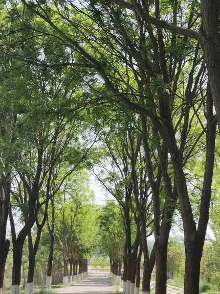 Una Hermosa Vista Camino Parque Con Árboles Verdes Altos — Foto de Stock