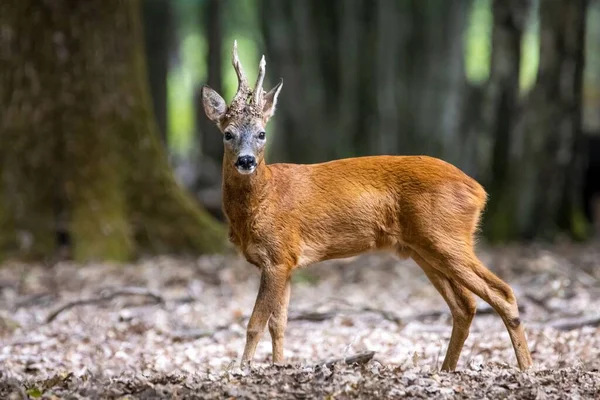 雷鹿在森林中的浅浅的焦距镜头 — 图库照片