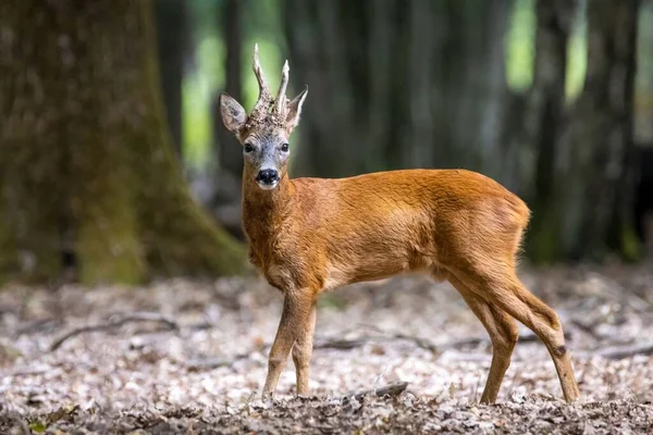 Tiro Foco Raso Veado Roe Uma Floresta — Fotografia de Stock