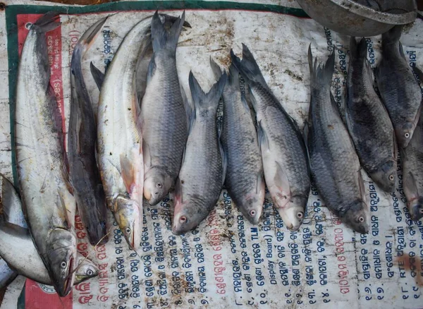 Primer Plano Las Variedades Pescado Recién Cosechado Que Venden Mercado — Foto de Stock