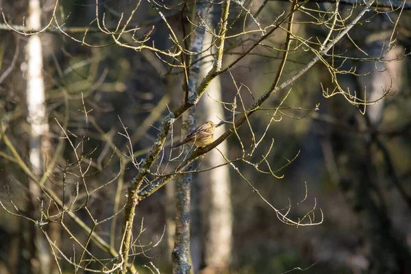 Вибірка Жовтошкірого Emberiza Citrinella Дереві — стокове фото