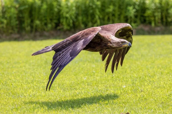 晴れた日に田舎の緑の畑を飛ぶ大きな黄金の鷲 — ストック写真