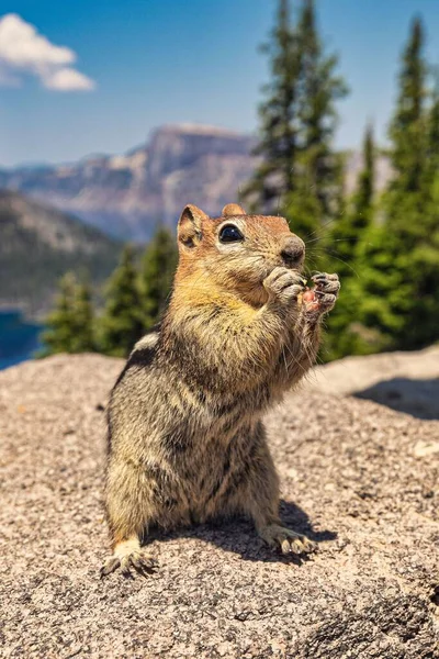 Adorável Esquilo Comendo Noz Topo Cerca Pedra Com Vista Para — Fotografia de Stock