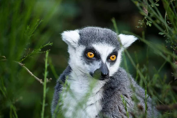 Closeup Shot Ring Tailed Lemur Sitting Green Grass — Stock Photo, Image