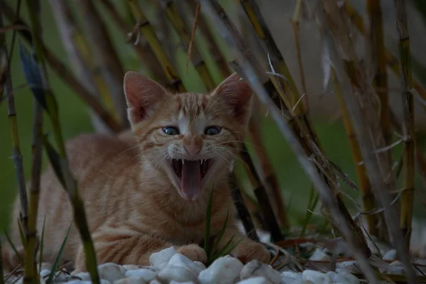 Small Baby Tiger Caty Cat Playing Brothers Mom — Stock Photo, Image