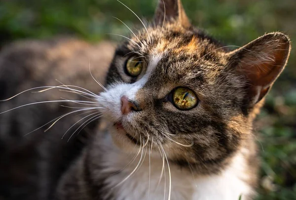 Nahaufnahme Einer Gestreiften Katze Garten Die Intensiv Nach Oben Schaut — Stockfoto