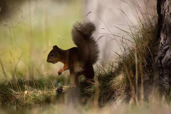 Nahaufnahme Eines Roten Eichhörnchens Gras Bei Tag — Stockfoto