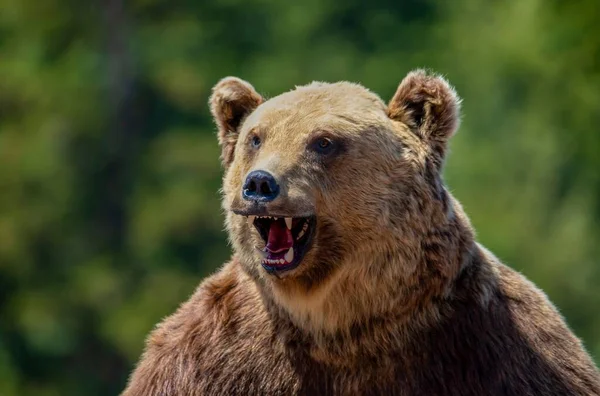 Primer Plano Oso Peluche Cara Agresivo — Foto de Stock