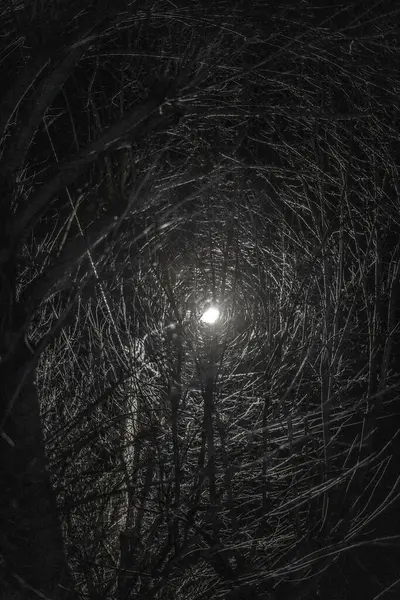 Lampadaire Des Branches Nuit — Photo