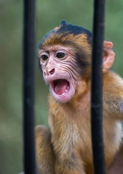 从笼子后面看得见的小猴子的一个垂直特写镜头 — 图库照片