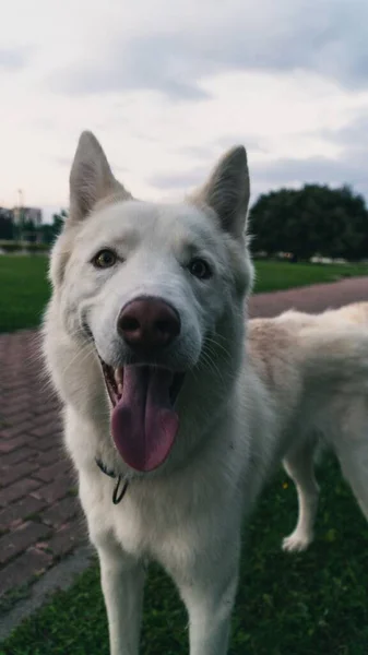 Dilini Çıkarmış Komik Görünüşlü Beyaz Bir Köpeğin Dikey Görüntüsü — Stok fotoğraf