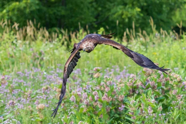 Águila Marrón Volando Sobre Campo Verde Con Flores Silvestres Colores — Foto de Stock