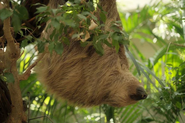 Primer Plano Una Cabeza Oso Marrón Que Está Rodeada Ramas —  Fotos de Stock